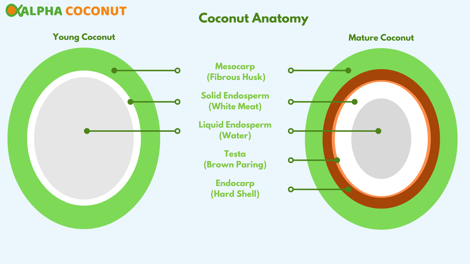 Coconut Facts Alpha Coconut